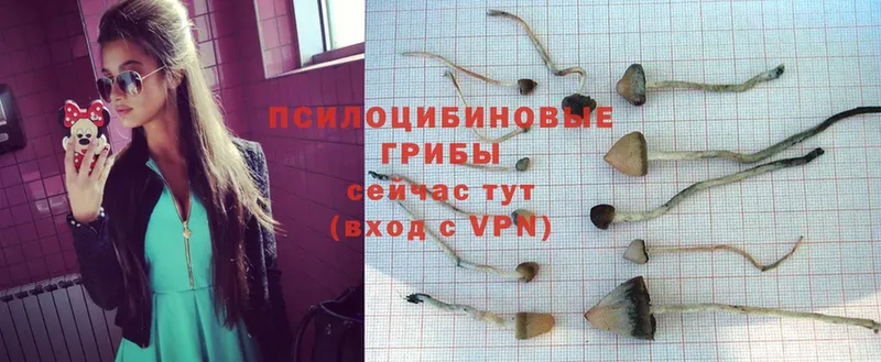 Галлюциногенные грибы Psilocybe  как найти закладки  Мегион 